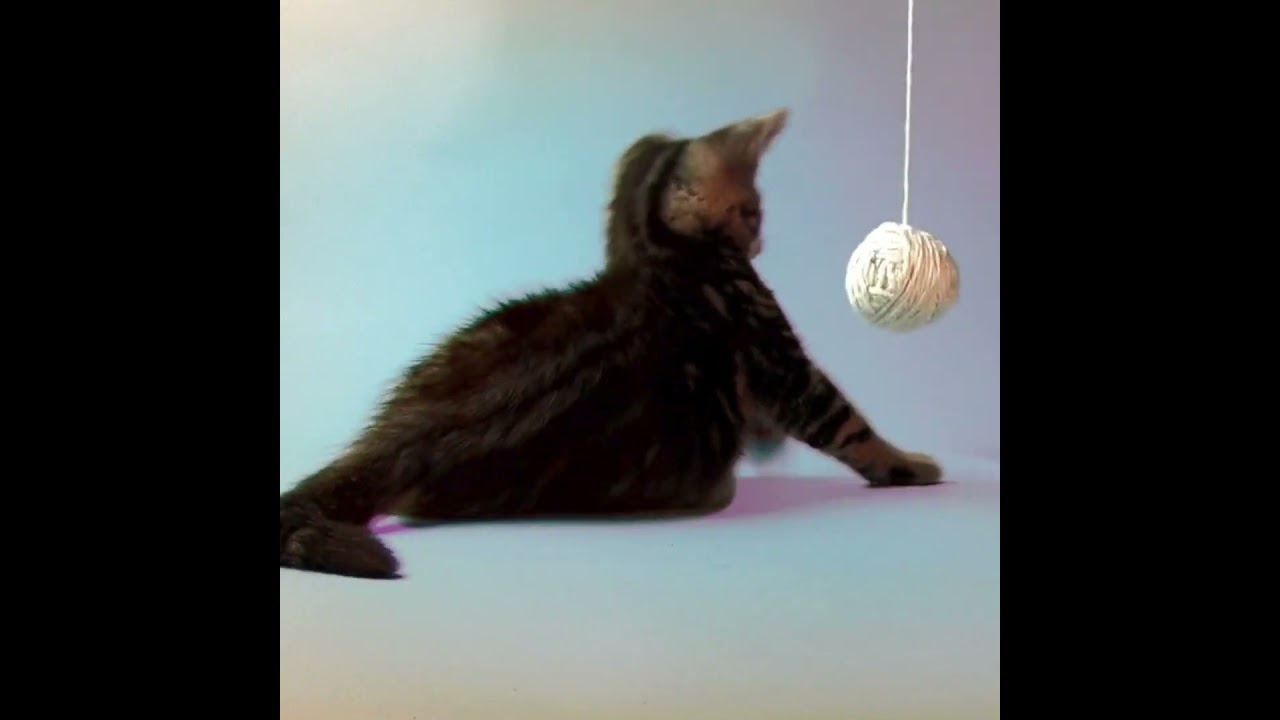 Community Concern for Cats new logo