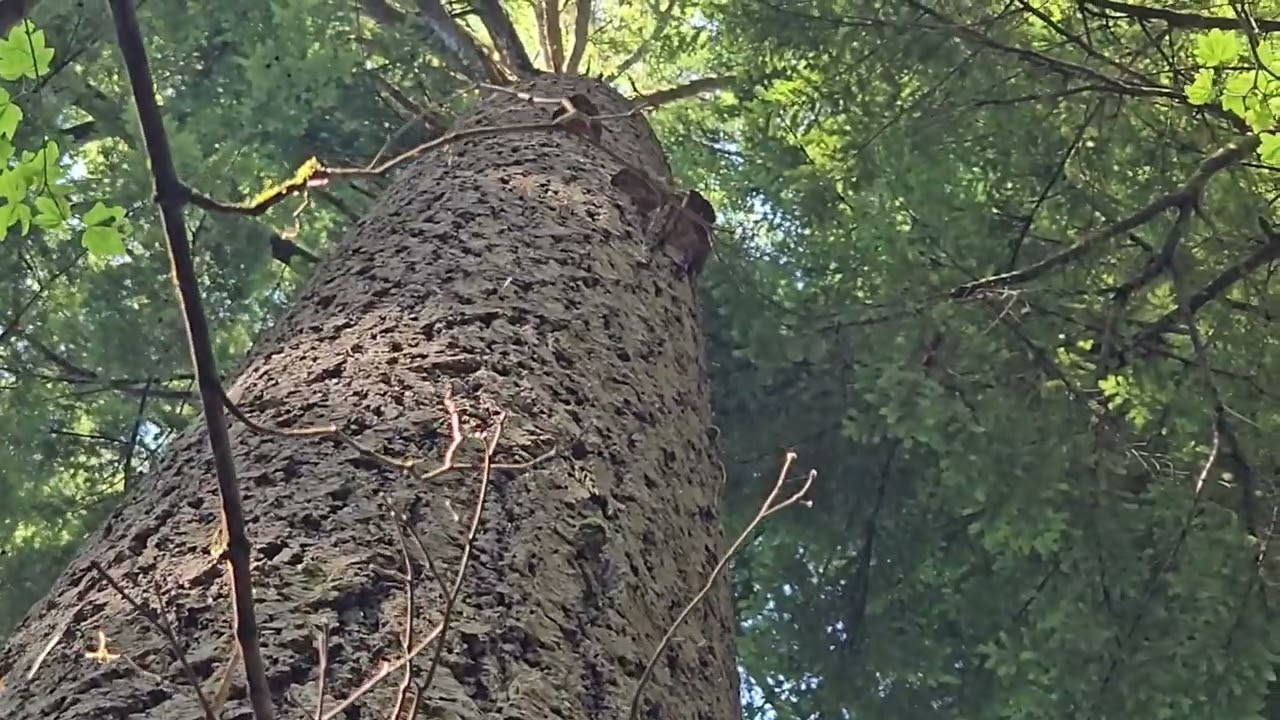 Land Survey Vlog 250 | Big Timber