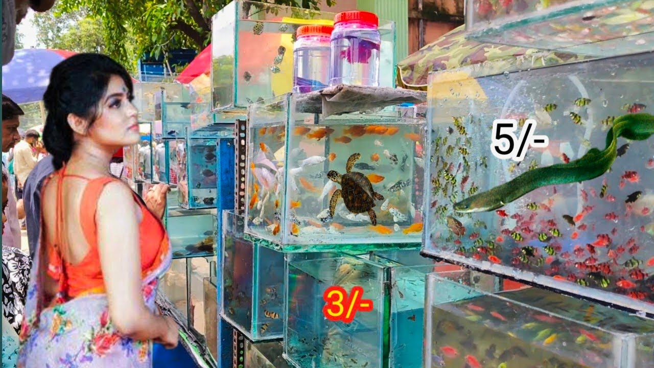RECENT AQUARIUM FISH PRICE UPDATE| GALLIF STREET FISH MARKET KOLKATA| CHEAP PRICE| 10 AUGUST 2025