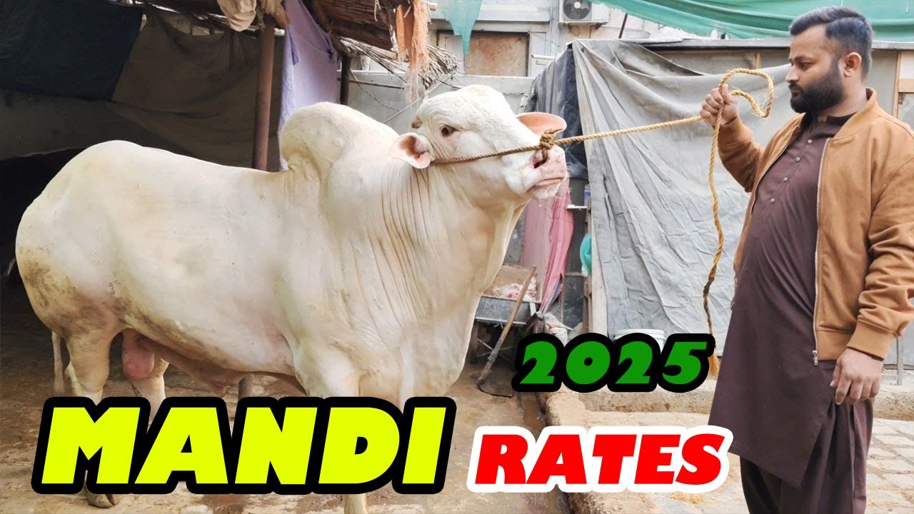 Online Trading Dealers Rate Updates | Karachi Cattle Latest Rates 2025 | Cow Mandi 2025 