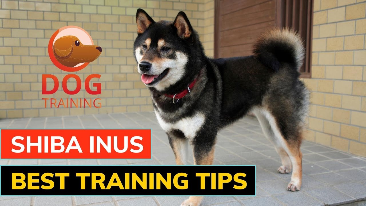 12 Best Shiba Inu Training Tips for Success #guide