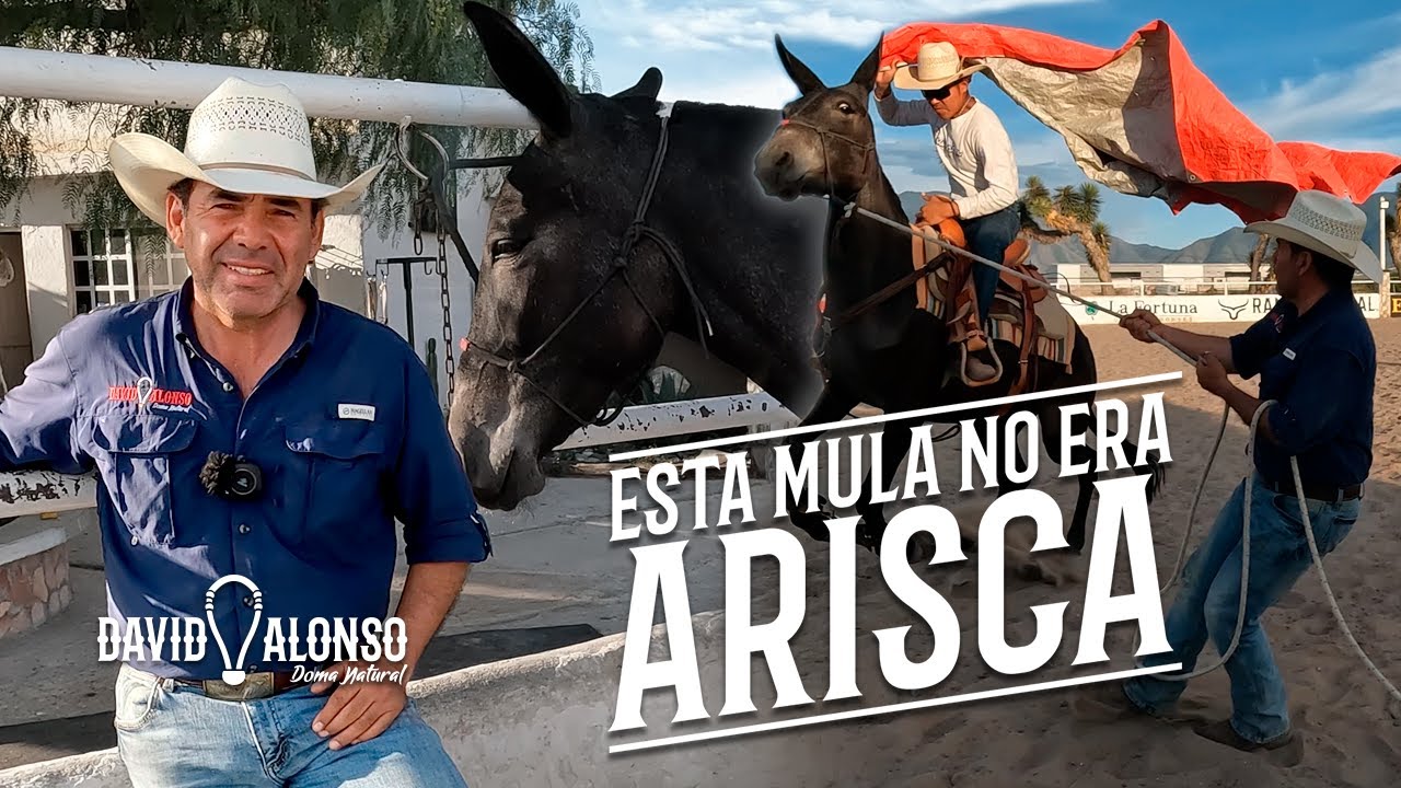 Esta Mula no era arisca