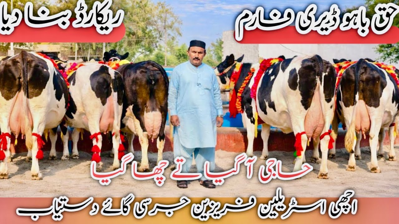 Haq Bahoo Dairy Farm 💯Top class Cows 💯HF cows in Pakistan 🇵🇰 🆕 record😱