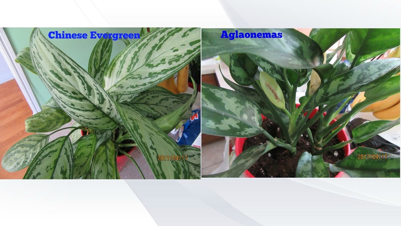 Chinese Evergreen & Aglaonemas
