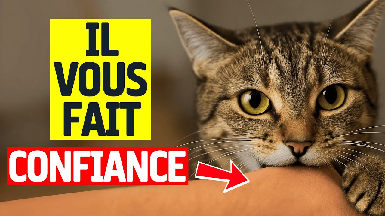 Découvrez Si Votre Chat Vous Fait Confiance