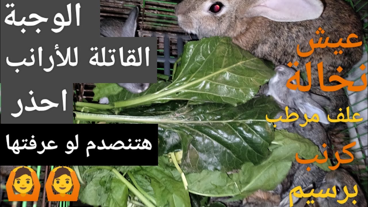 الوجبة القاتله للأرانب لو استعملتها هتنصدم لو عرفتها علف ارانب ونخالة وعيش وكرنب وبرسيم 🙆.