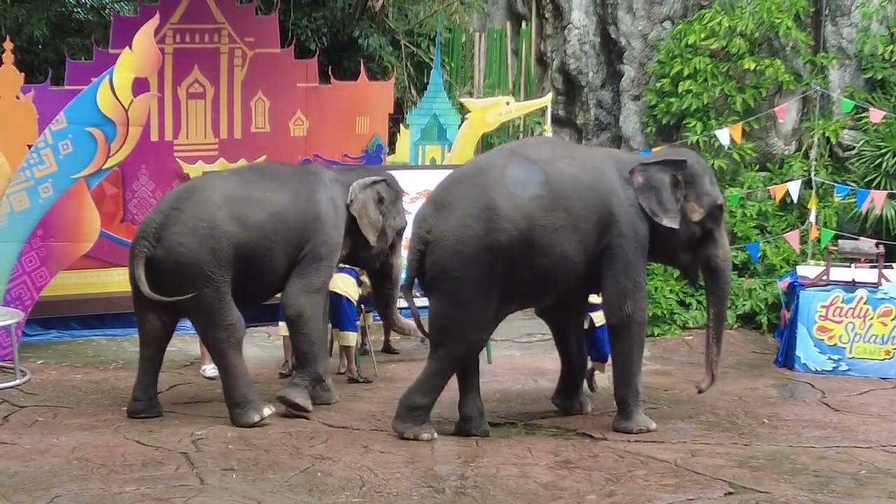 Elephant Dance at Safari World Bangkok