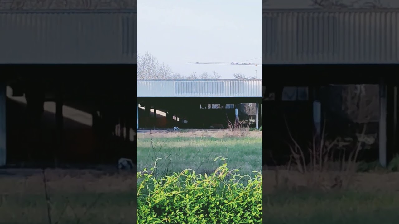 Ex concessionario auto #urbex #abbandonato #shorts