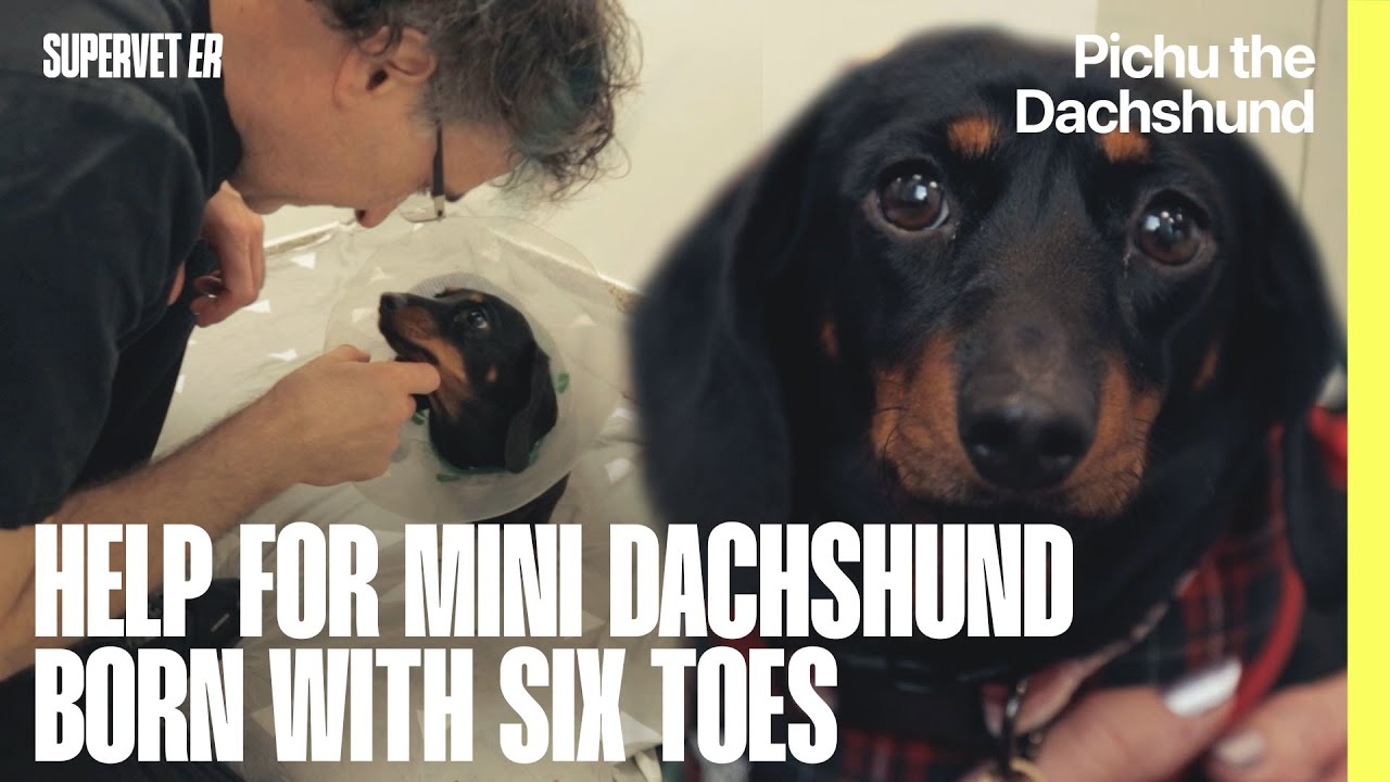 Help For Mini Dachshund Born with Six Toes | Supervet ER