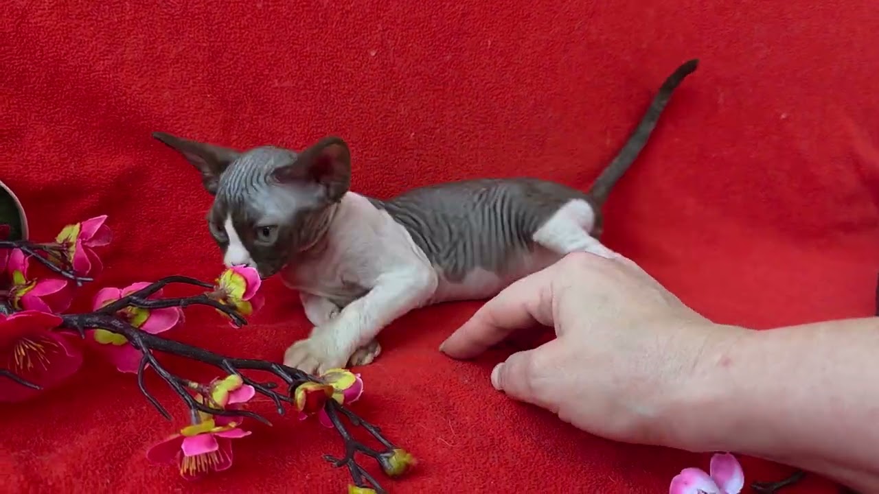 Zabava Devon Rex Chocolate Female