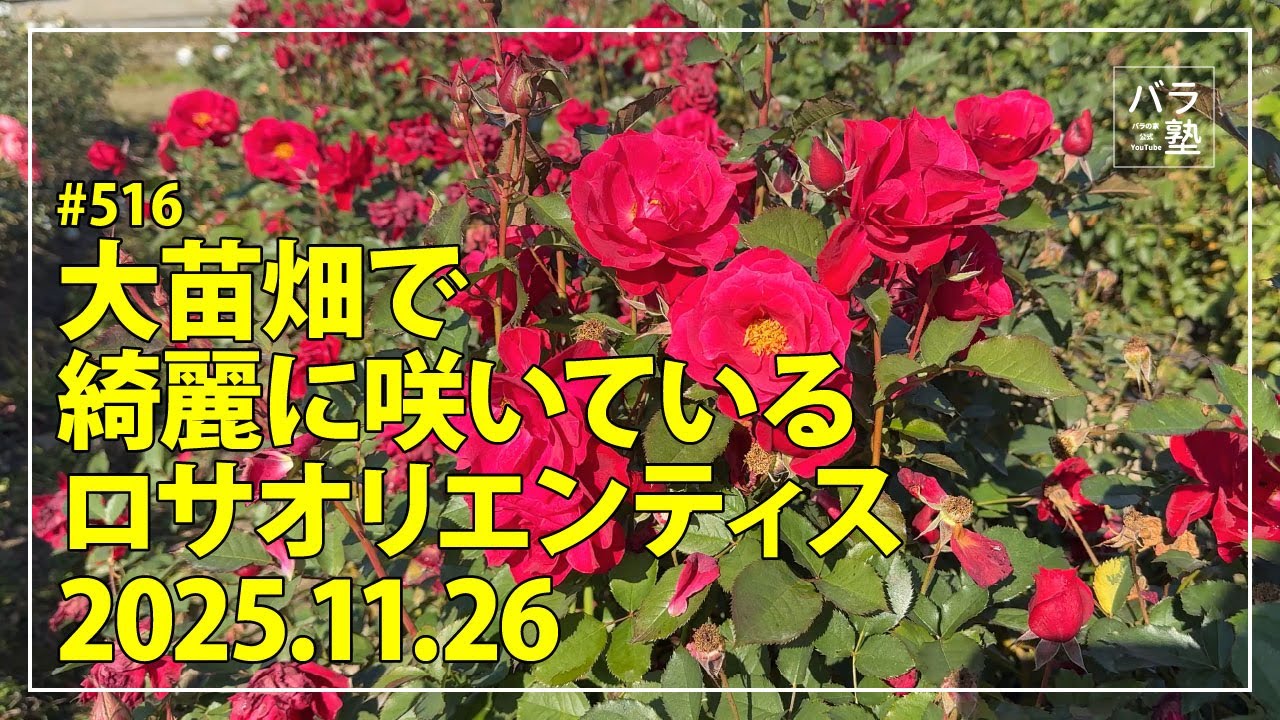 #516 大苗畑で綺麗に咲いているロサオリエンティス 2025.11.26