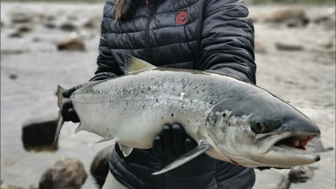 LOHEN KALASTUSTA NORJASSA! // SALMON FISHING IN NORWAY // ARCTIC FISHING