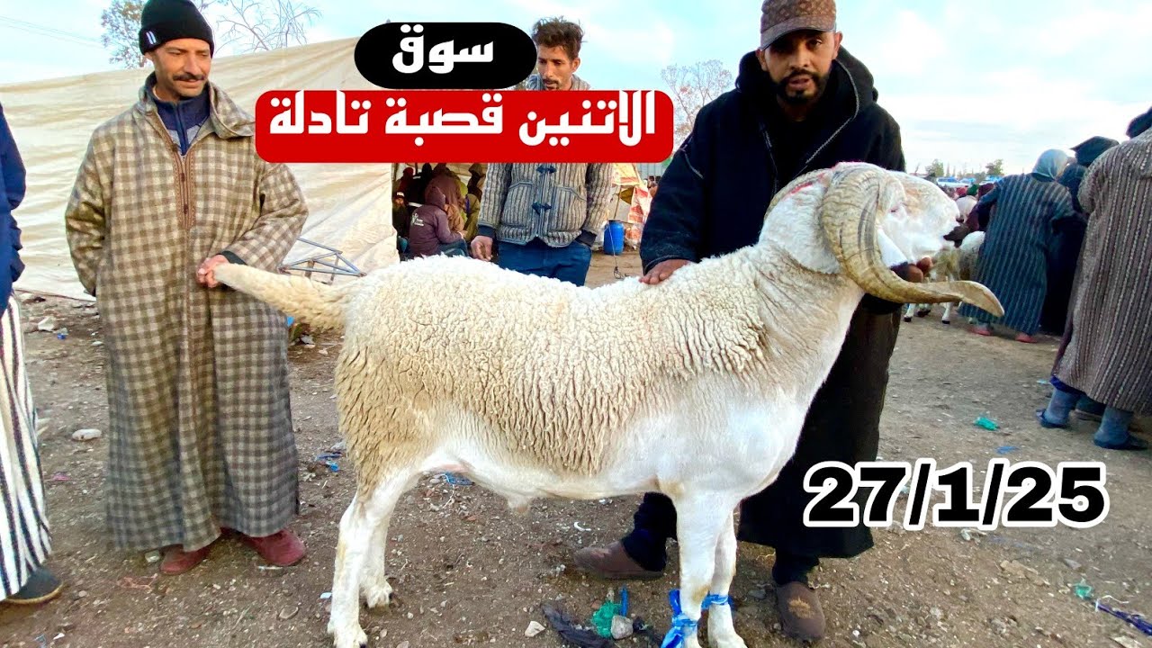 مباشرة من سوق الاتنين قصبة تادلة 27/1/2025 مع تمن 🐑🐑🇲🇦