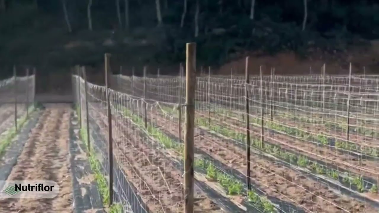 Entutorado de plantas de guisantes