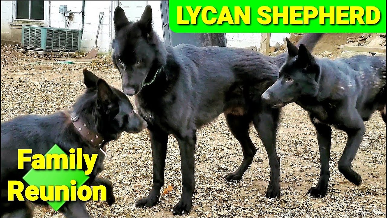 Lycan Shepherd Project Family Reunion