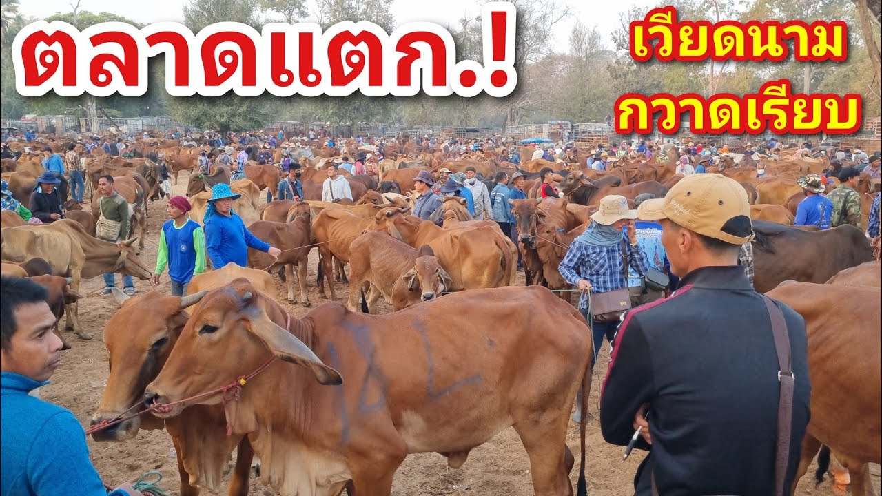 EP.2153 ตลาดนัดโคกระบือ วัน อังคาร 20 ม.ค. 2569 #เดินดูวัวงาม #ราคาวัว | chợ gia súc | livestock