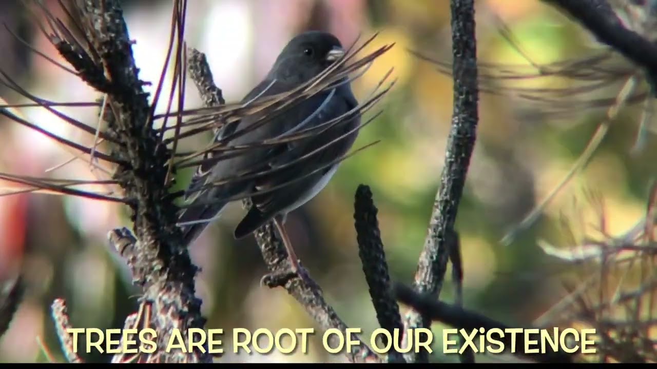 Final SEQ. Lovely day for birding Sunset Park Brooklyn NYC