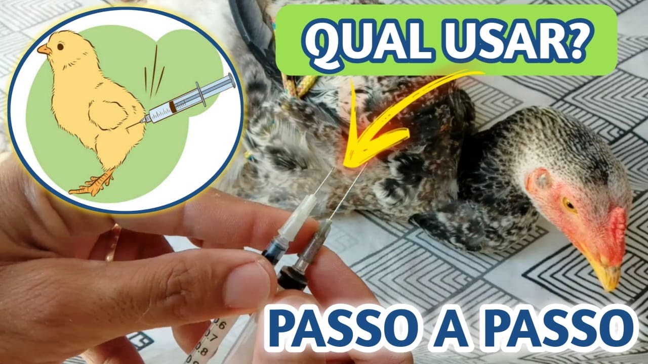 Como vacinar frangos, e como vacinar os pintinhos, passo a passo de como aplicar vacina em galinhas.