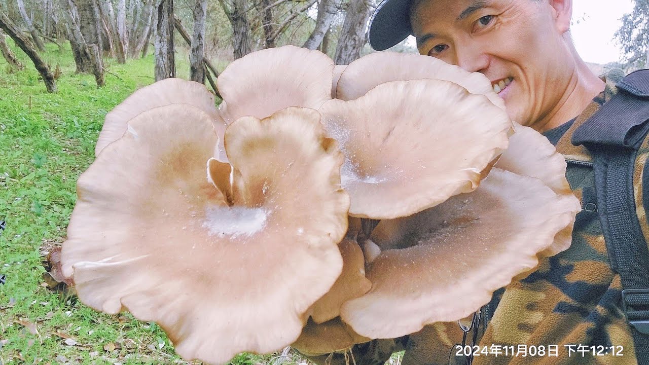 Seta De Ostreatus Espectacular