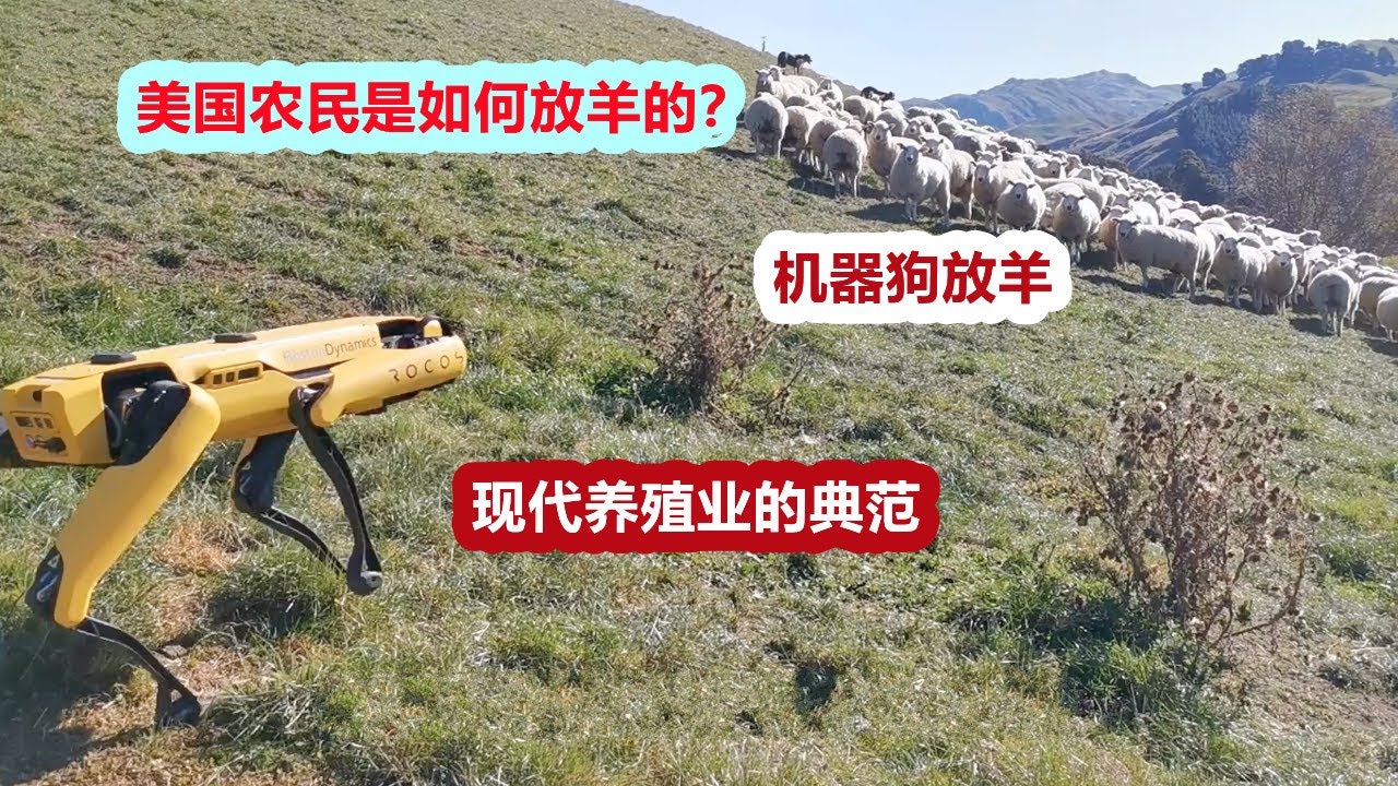 美国农民是如何放羊的？机器狗放羊，现代养殖业的典范！