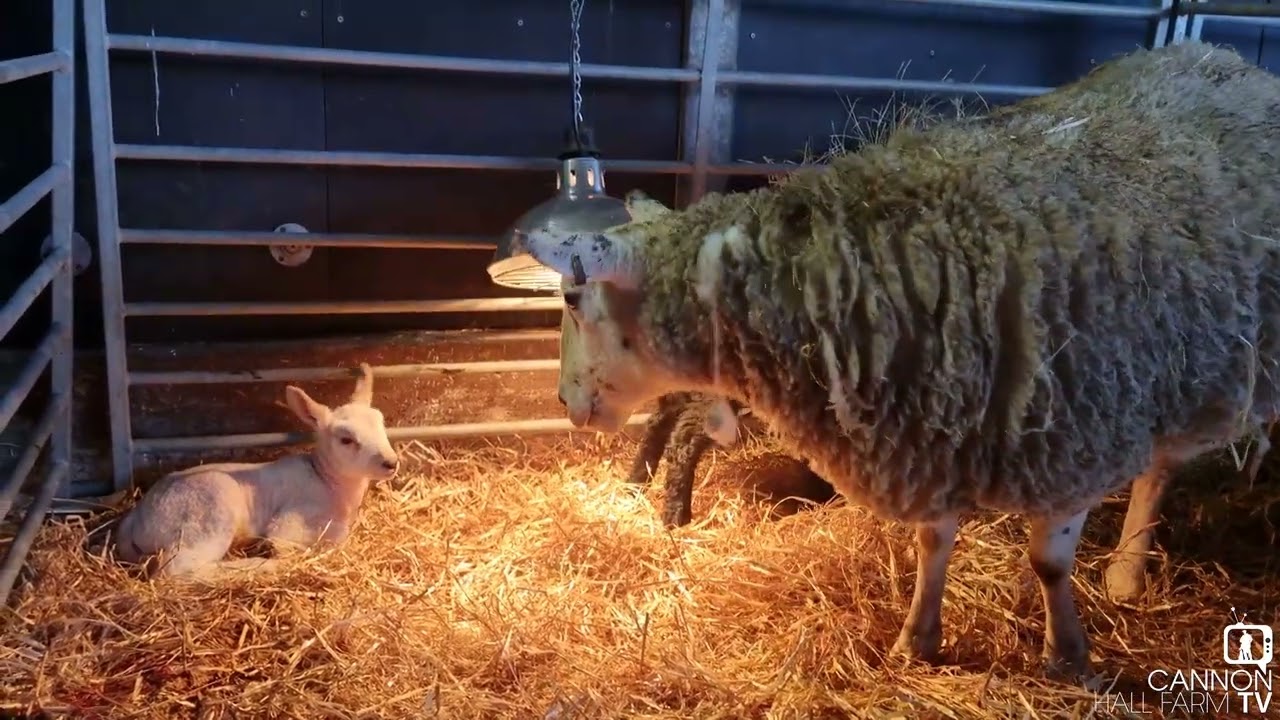 Lambing season has officially begun at Cannon Hall Farm