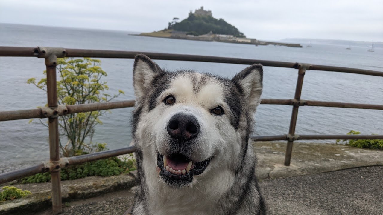 Malamute Holidays In Cornwall's Heatwave!