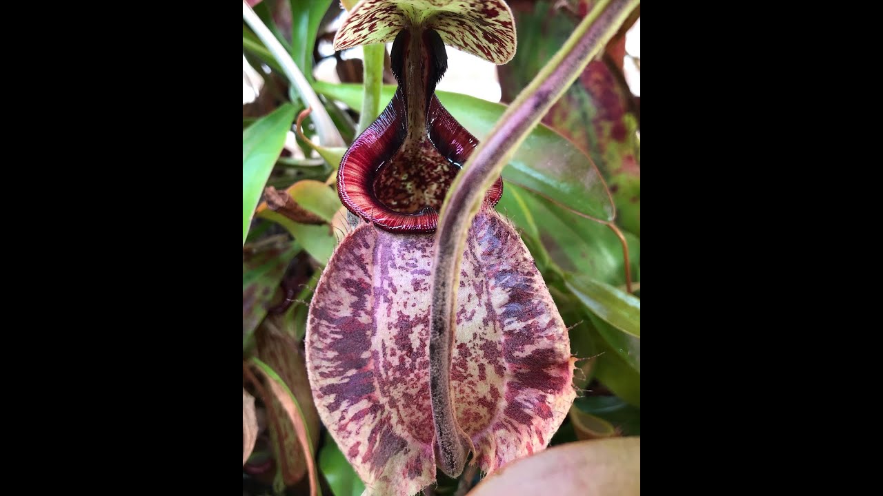 Plant Spotlight: Nepenthes rafflesiana