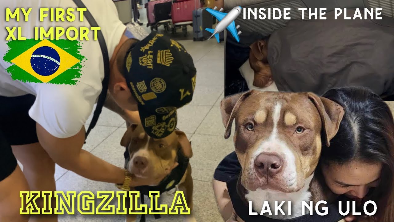 FIRST TIME TO BUY AN IMPORT DOG! ANG LAKI NG ULO!!! WELCOME HOME, KINGZILLA!