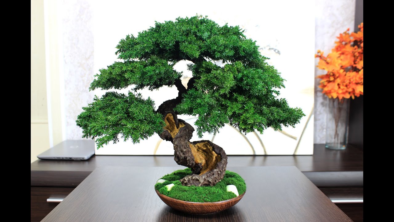 Preserved mini Bonsai Tree - simply the best decor for your interior! Tall 16,14