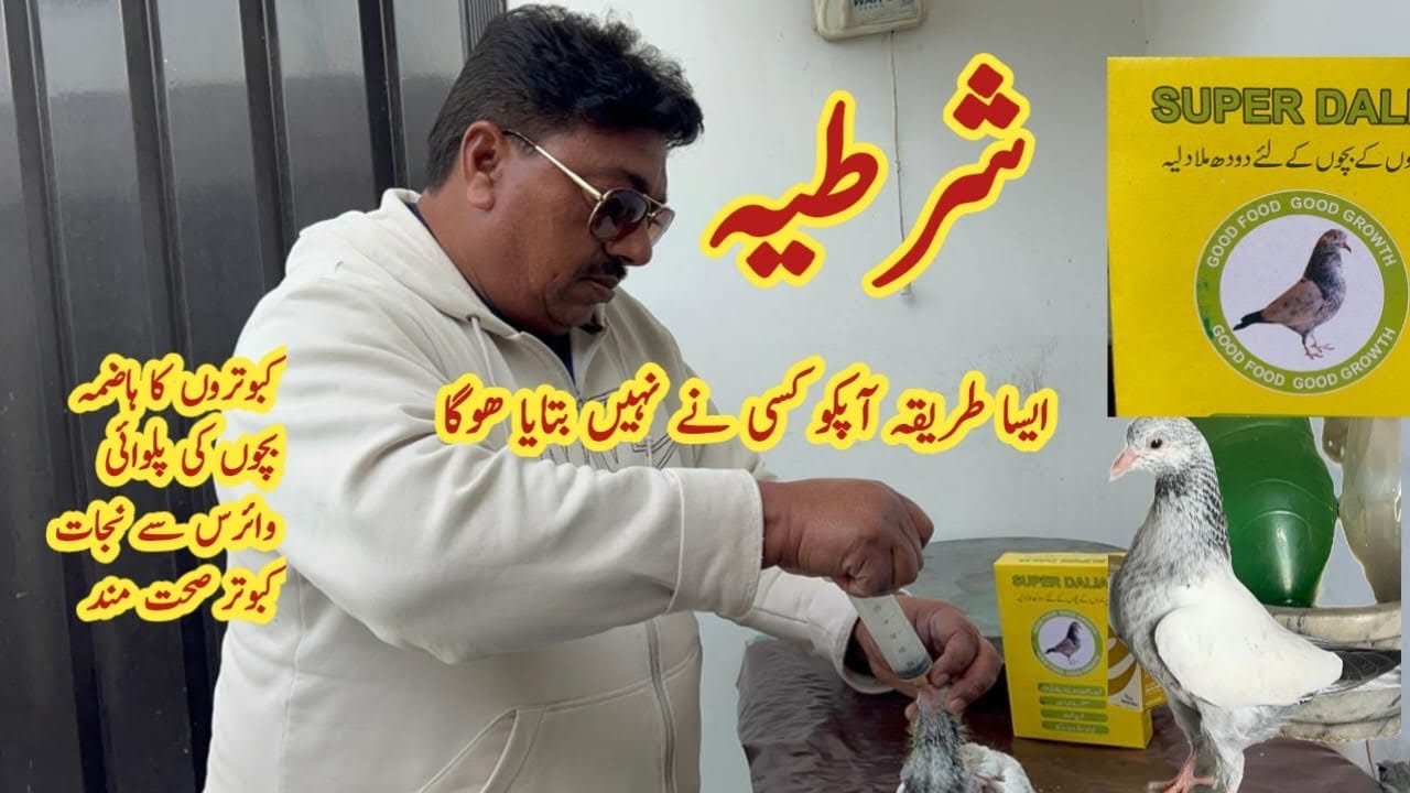 Kabootar ki Achi Palwai Aur Health k Liye Breeding Tips by Ustad Mian Mustajab Moshi