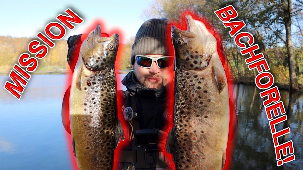 Bachforellen im Forellenteich | Forellenangeln im Winter | Forellenhof Sünninghausen