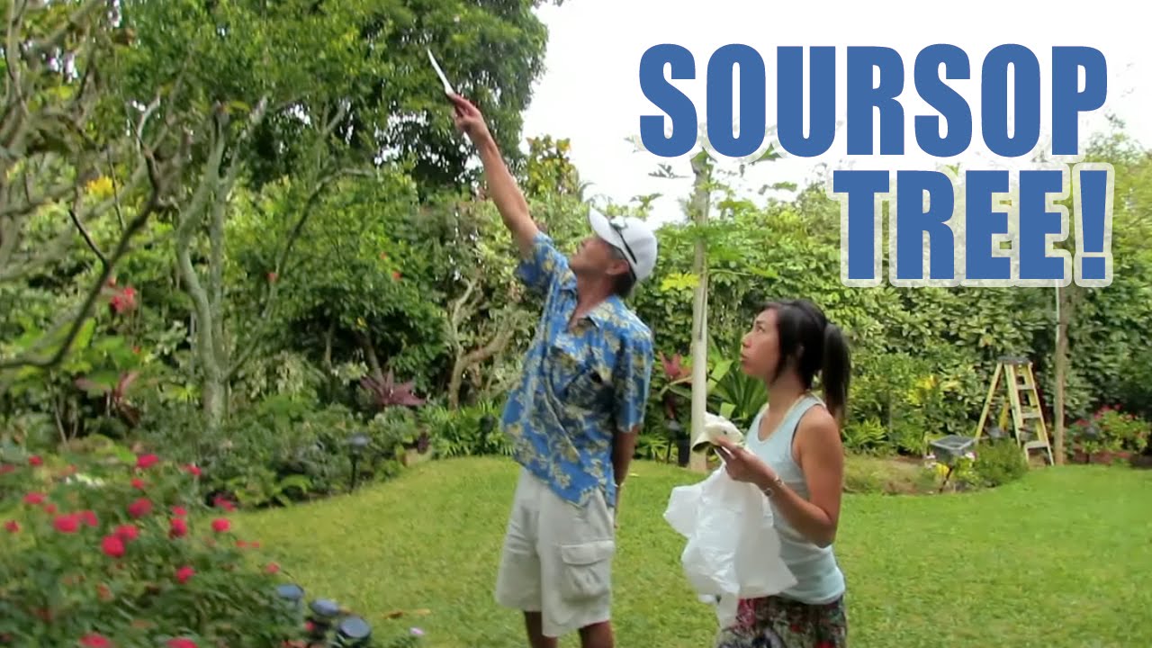 Soursop (Guanabana) Anti Cancer Fruit Picking + Garden Tour