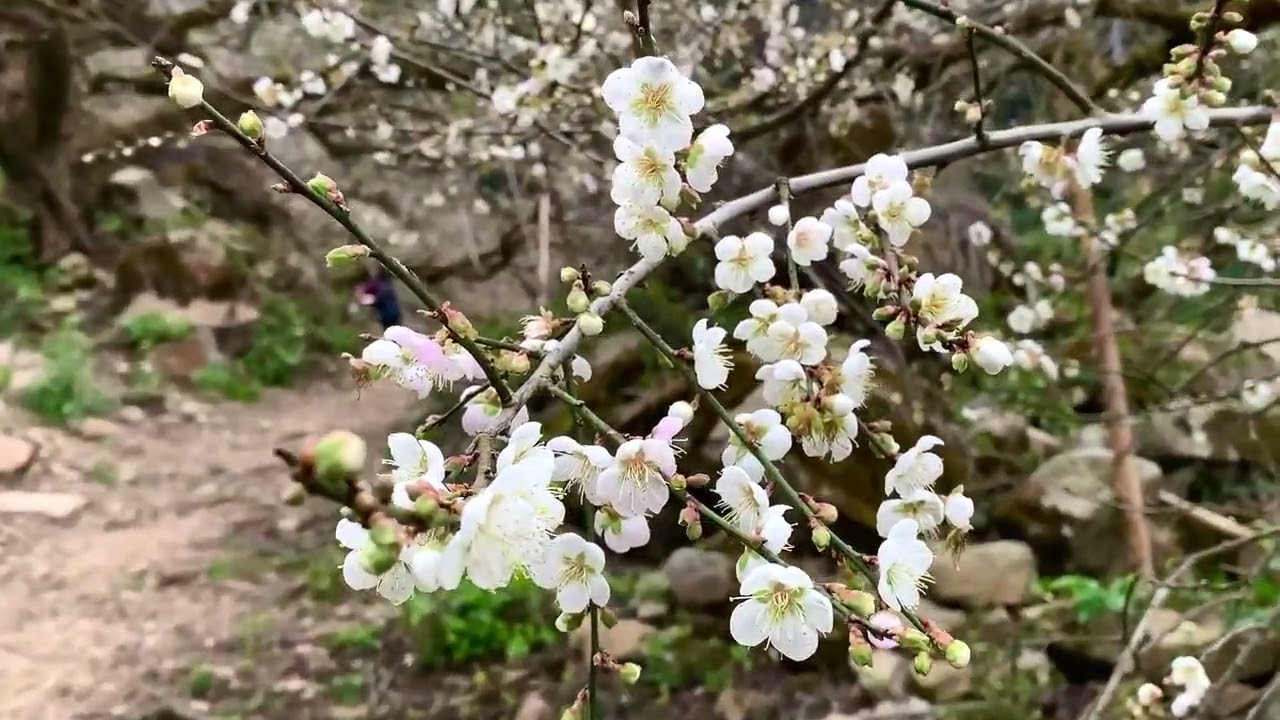 到南投賞梅趣｜水里天山嶺·張家梅園