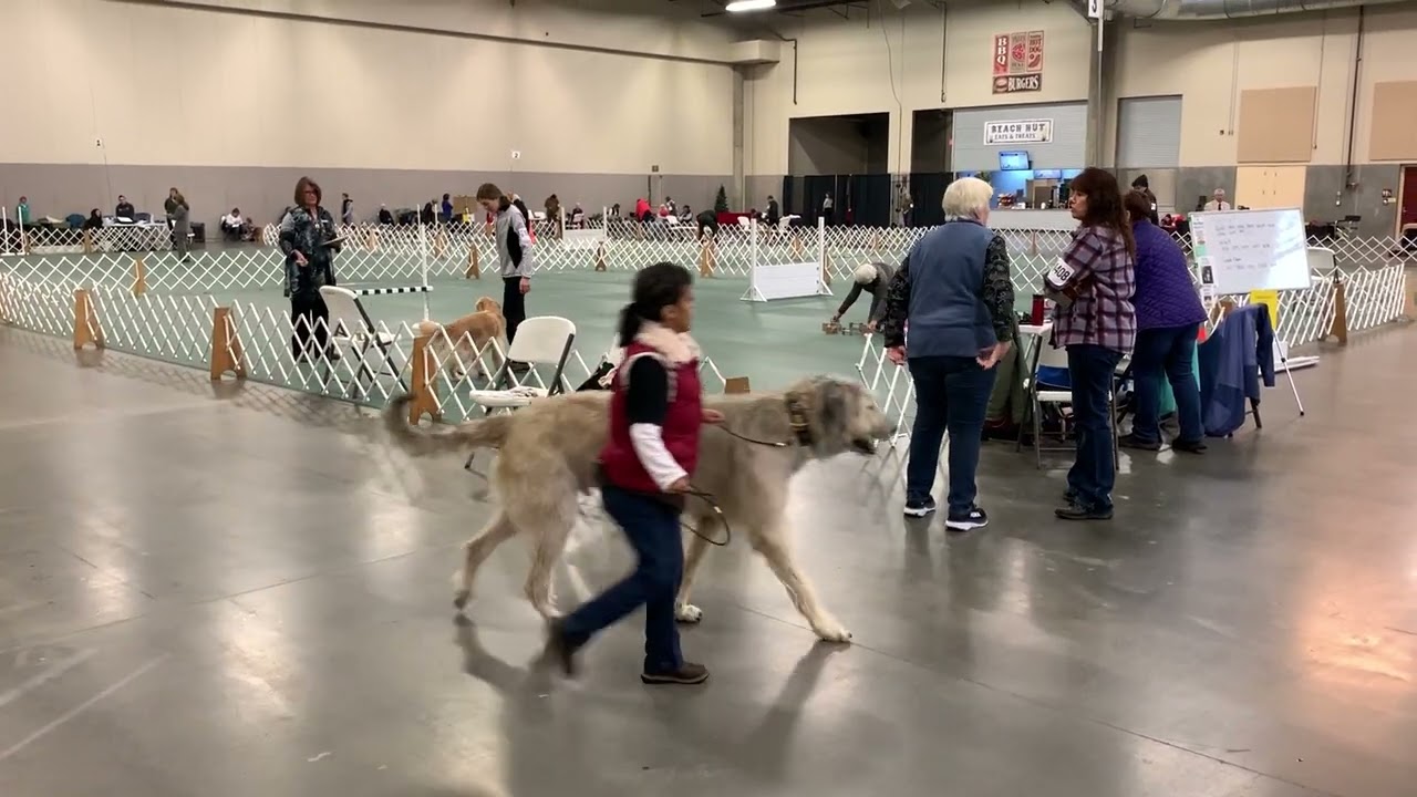 AKC Utility B competition obedience - Cricket's third and final leg