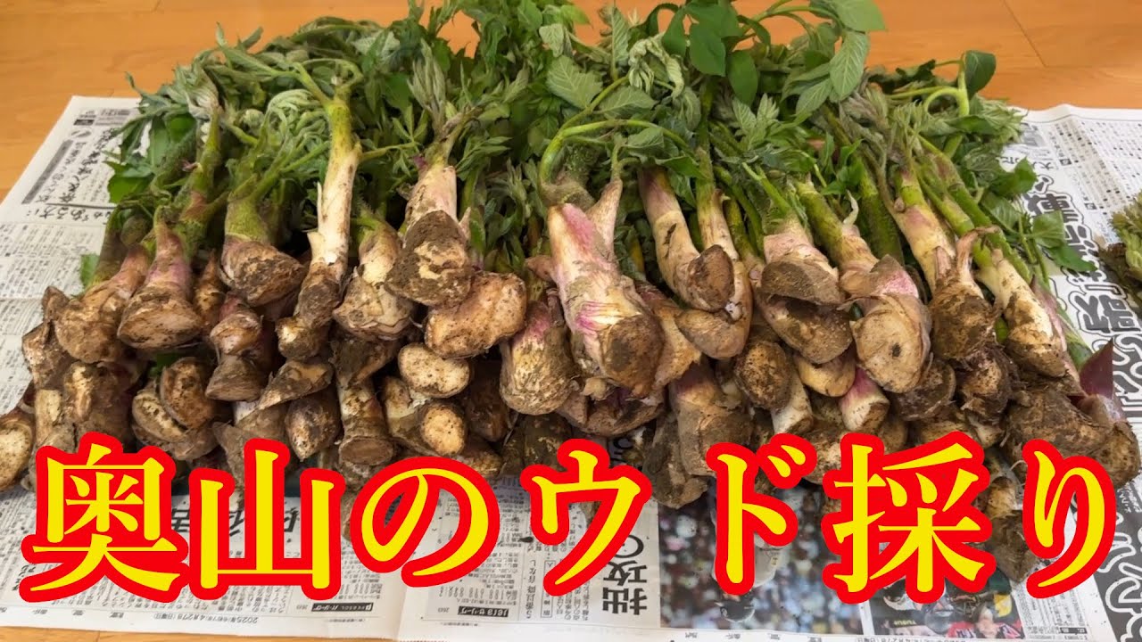 【山菜採り】2025 5 16 ウド採り