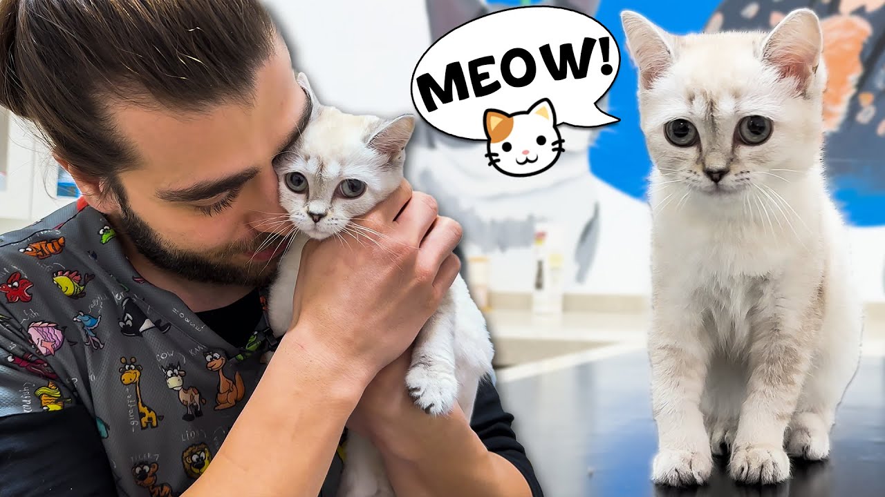 Очаровательный спокойный котёнок! (Она поцеловала меня!)