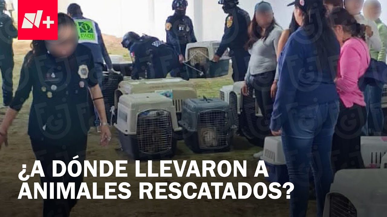 Trasladan a Distintos Espacios a los Animales que Estaban en el Refugio Franciscano - En Punto