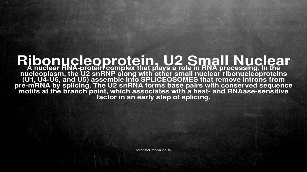 Medical vocabulary: What does Ribonucleoprotein, U2 Small Nuclear mean