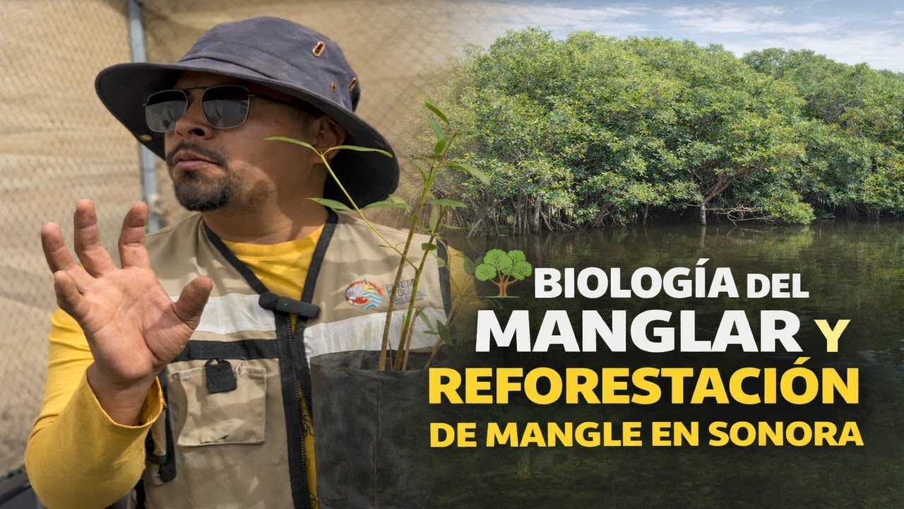 Biolog&iacute;a del Manglar y Reforestaci&oacute;n de Mangle en Sonora.