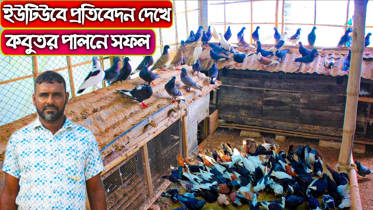 #31 পরিত্যক্ত ছাদে দেশি কবুতর পালন করে স্বাবলম্বী হচ্ছেন কৃষক