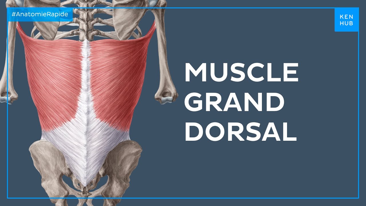 Muscle grand dorsal - Anatomie Rapide | Kenhub