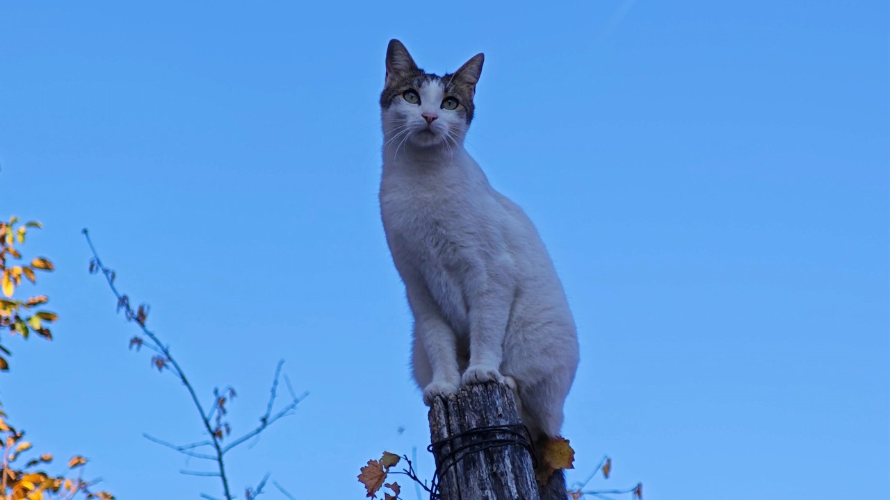Relaxing Cat Video 368