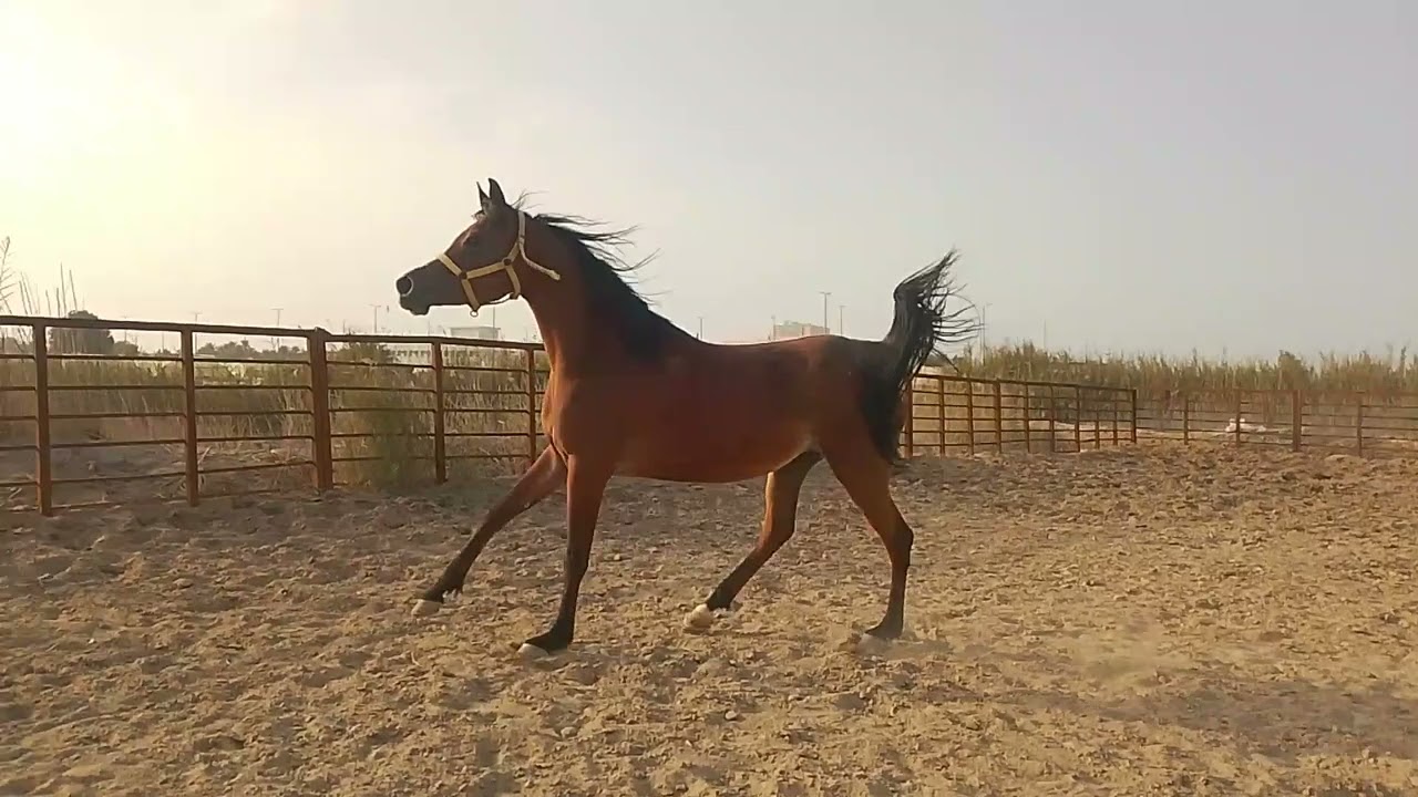 #حصان_عربي_اصيل