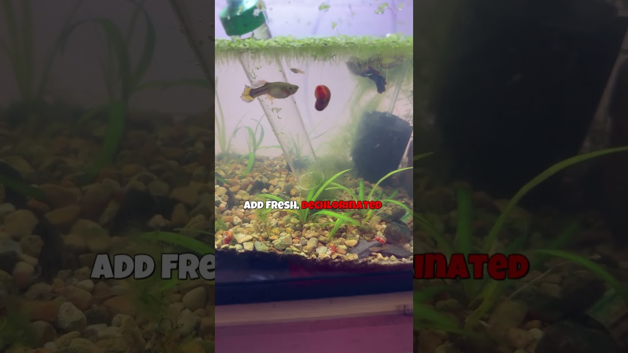 How to Do a Guppy Tank Water Change | Guppy Care Tips