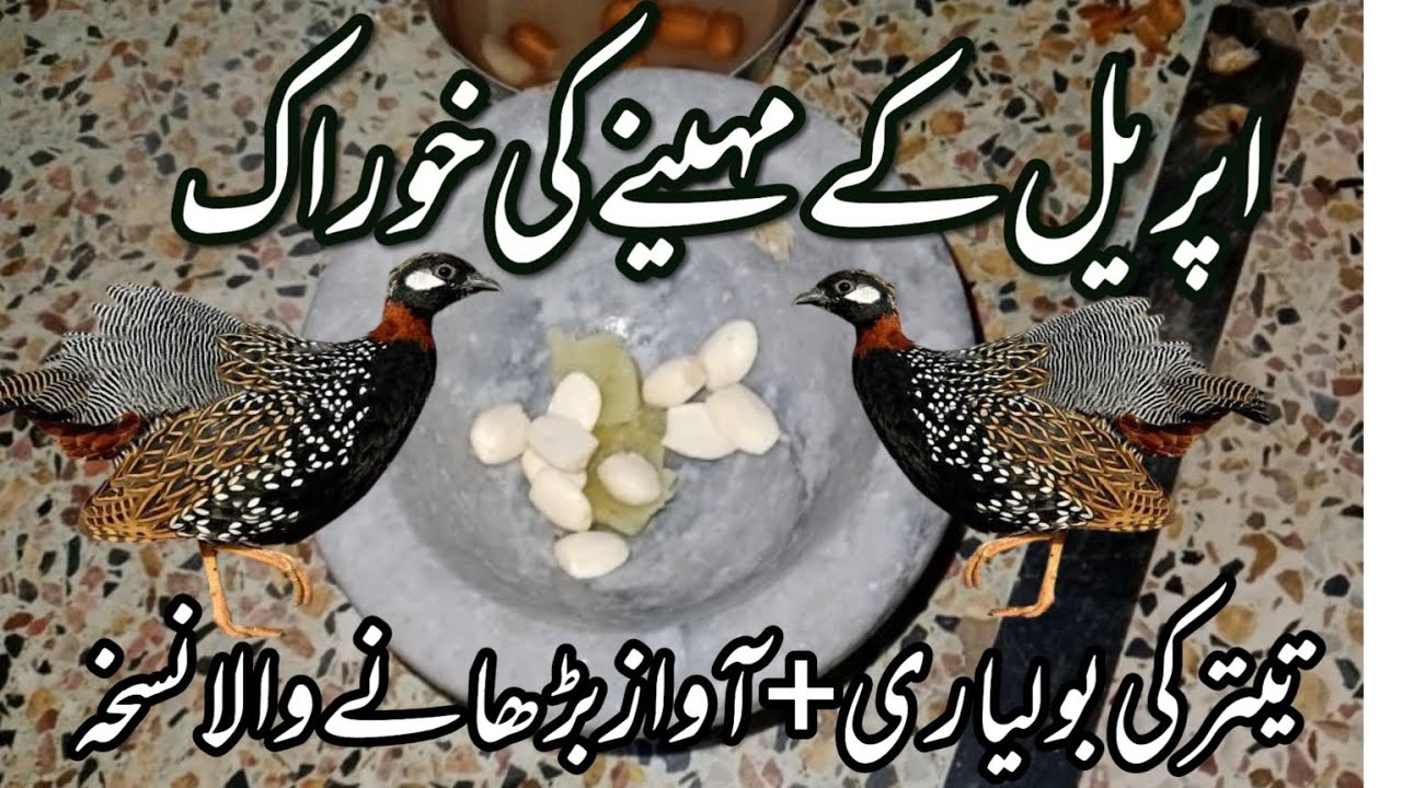 کالا تیتر اپریل کے مہینے کی خوراک | بولی بڑھاۓ | گھر والے اور چکری والے دونوں تیتروں کے لیے مفید |