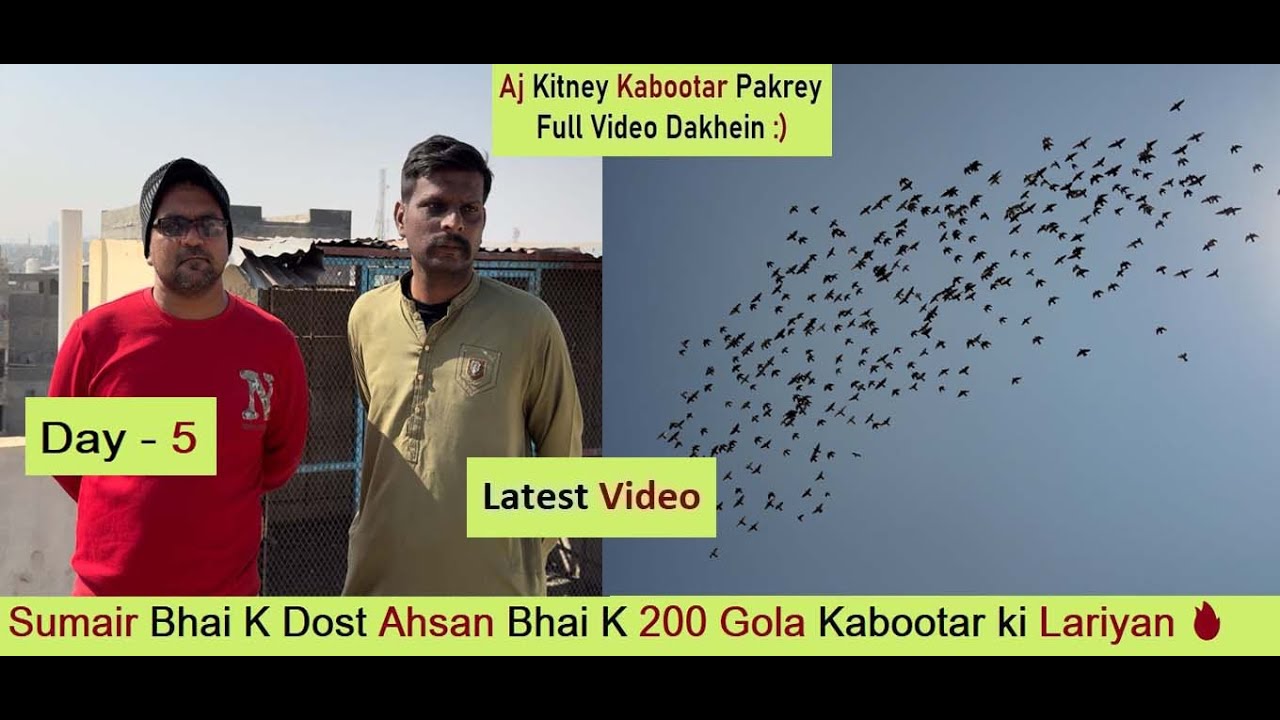 Sumair Bhai K Dost Ahsan Bhai K 200 Gola Kabootar ki lariyan 🔥 Day 5