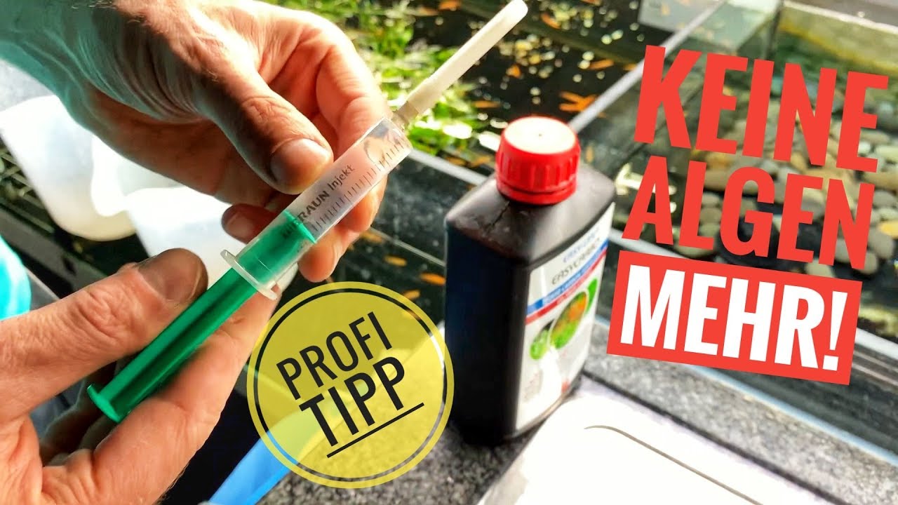 Algenfreier Bodengrund an der Frontscheibe - Profi Tipp