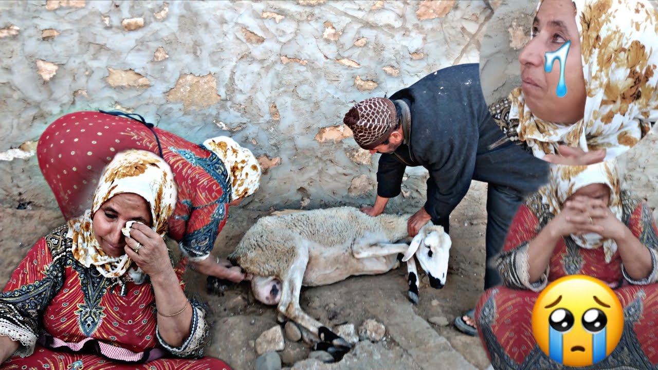 سباب علاش كتبكي مي😭.......مكتاب الله كيتصرف🥺ربي يعوض لينا....هذي حالة درويش لباغي يربي ريش