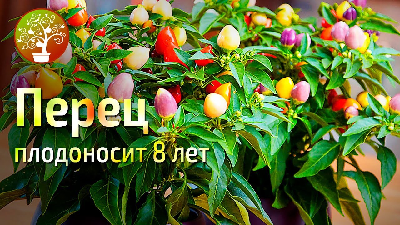 Выращиваем перцы до 8 лет в контейнере!