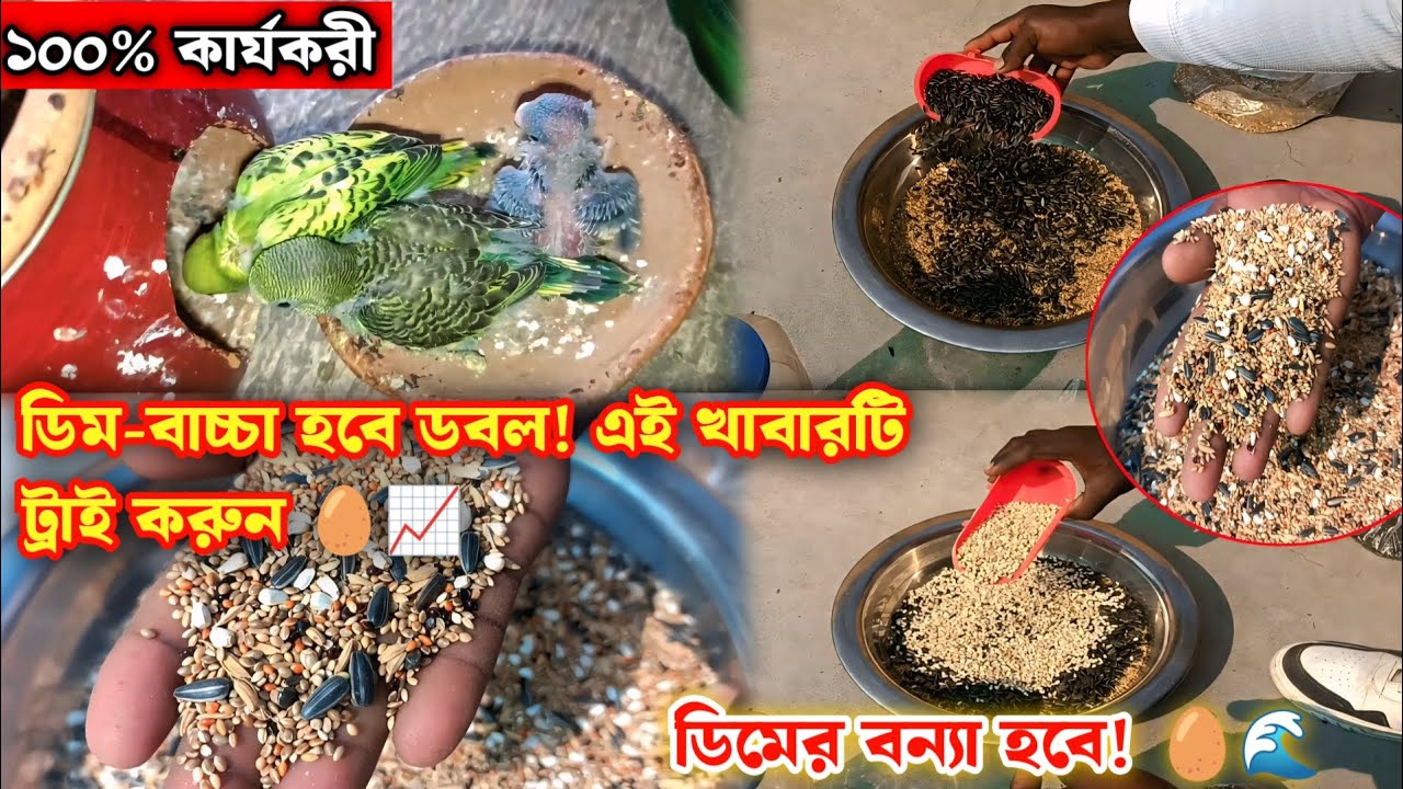 পাখির ডিমের বন্যা বয়ে যাবে! এই বিশেষ খাবারটি আজই খাওয়ান | Bird Seed Mix for Fast Breeding